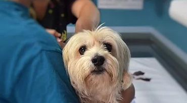 Veterinary Office Staffing